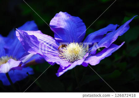 鐵線蓮花為蜜蜂提供花蜜 126872418