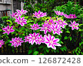 籬笆上盛開著鐵線蓮花 126872428