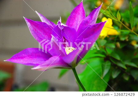 紫色的鐵線蓮花瓣展開 126872429