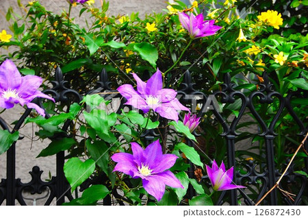 鐵線蓮向著太陽展開花瓣 126872430