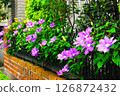 籬笆上盛開的鐵線蓮花 126872432