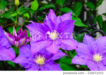 鐵線蓮，一種大型紫色花朵 126872433