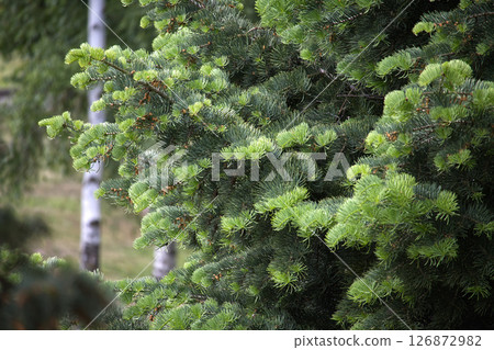 Lush Green Pine Tree Branches in an Outdoor Natural Setting 126872982