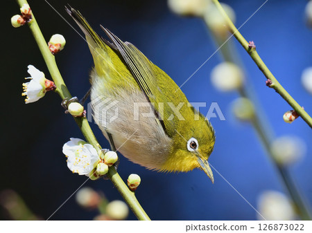 White-eye 126873022