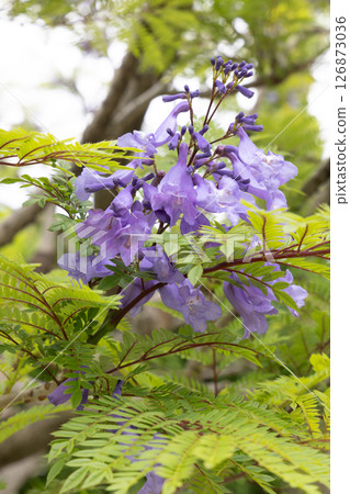 美洲楝花 美洲楝花 126873036