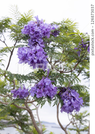 Jagaranda flower 126873037