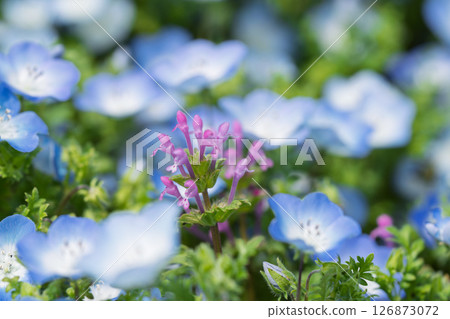 Nemophila shining in the spring sunshine Nemophila shining in the spring sunshine 126873072