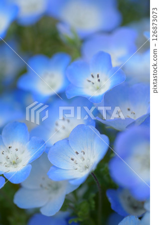 Blue Nemophila Blue Nemophila 126873073