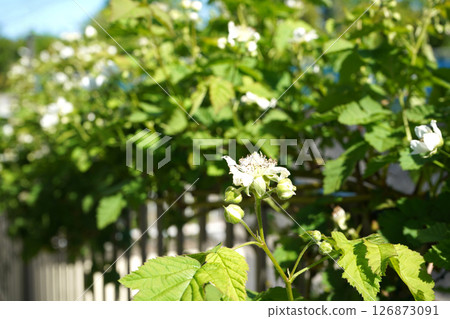 黑莓花 黑莓花 126873091