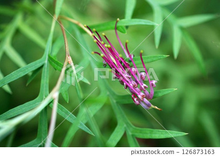 Australian native grevillea flower 126873163