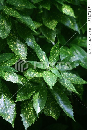 Variegated green leaves 126873174