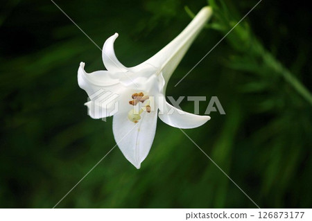 一朵大喇叭百合花 一朵大喇叭百合花 126873177