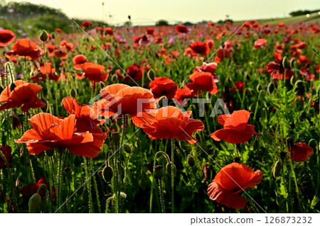 A water pipe bridge in a poppy flower field on the Arakawa riverbed in the Fukiage district of Konosu City A water pipe bridge in a poppy flower field on the Arakawa riverbed in the Fukiage district of Konosu City 126873232