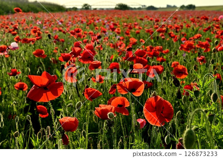 A water pipe bridge in a poppy flower field on the Arakawa riverbed in the Fukiage district of Konosu City 126873233