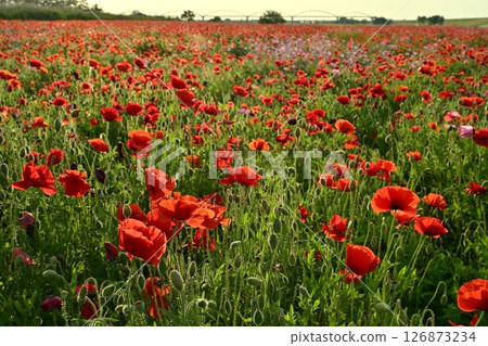 A water pipe bridge in a poppy flower field on the Arakawa riverbed in the Fukiage district of Konosu City 126873234