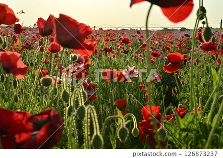 A water pipe bridge in a poppy flower field on the Arakawa riverbed in the Fukiage district of Konosu City 126873237