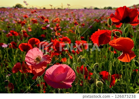 A water pipe bridge in a poppy flower field on the Arakawa riverbed in the Fukiage district of Konosu City 126873238