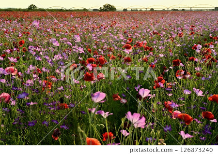 A water pipe bridge in a poppy flower field on the Arakawa riverbed in the Fukiage district of Konosu City 126873240