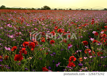 A water pipe bridge in a poppy flower field on the Arakawa riverbed in the Fukiage district of Konosu City A water pipe bridge in a poppy flower field on the Arakawa riverbed in the Fukiage district of Konosu City 126873242