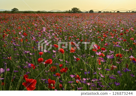 A water pipe bridge in a poppy flower field on the Arakawa riverbed in the Fukiage district of Konosu City 126873244