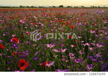 A water pipe bridge in a poppy flower field on the Arakawa riverbed in the Fukiage district of Konosu City 126873245