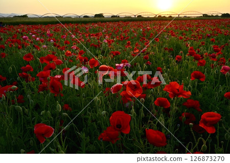 A water pipe bridge in a poppy flower field on the Arakawa riverbed in the Fukiage district of Konosu City A water pipe bridge in a poppy flower field on the Arakawa riverbed in the Fukiage district of Konosu City 126873270