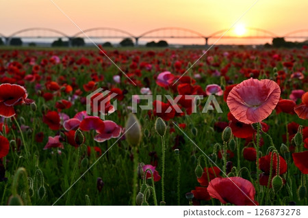 A water pipe bridge in a poppy flower field on the Arakawa riverbed in the Fukiage district of Konosu City A water pipe bridge in a poppy flower field on the Arakawa riverbed in the Fukiage district of Konosu City 126873278