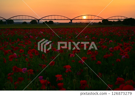 A water pipe bridge in a poppy flower field on the Arakawa riverbed in the Fukiage district of Konosu City A water pipe bridge in a poppy flower field on the Arakawa riverbed in the Fukiage district of Konosu City 126873279