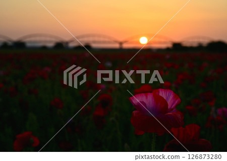 A water pipe bridge in a poppy flower field on the Arakawa riverbed in the Fukiage district of Konosu City A water pipe bridge in a poppy flower field on the Arakawa riverbed in the Fukiage district of Konosu City 126873280