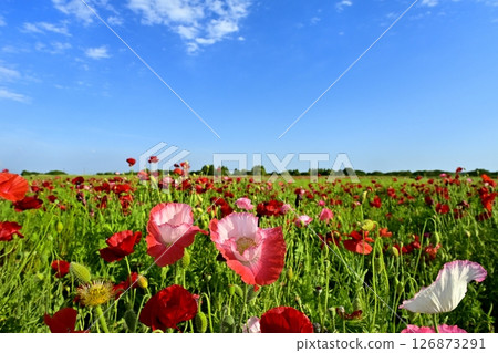 Poppy fields on the banks of the Arakawa River in the Fukiage district of Konosu City Poppy fields on the banks of the Arakawa River in the Fukiage district of Konosu City 126873291
