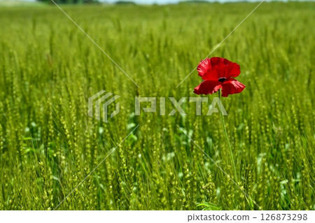 A single poppy flower in a wheat field on the Arakawa riverbed in the Fukiage district of Konosu city 126873298