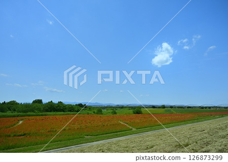 A water pipe bridge in a poppy flower field on the Arakawa riverbed in the Fukiage district of Konosu City 126873299