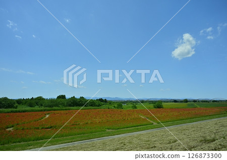 A water pipe bridge in a poppy flower field on the Arakawa riverbed in the Fukiage district of Konosu City 126873300