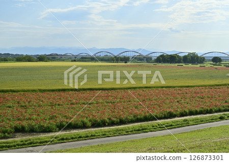 A water pipe bridge in a poppy flower field on the Arakawa riverbed in the Fukiage district of Konosu City 126873301