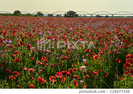 鴻巢市吹上區荒川河床罌粟花田中的水管橋 126873306