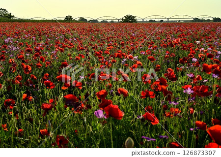鴻巢市吹上區荒川河床罌粟花田中的水管橋 126873307