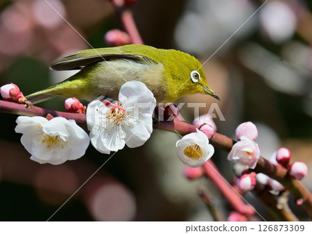 White-eye 126873309
