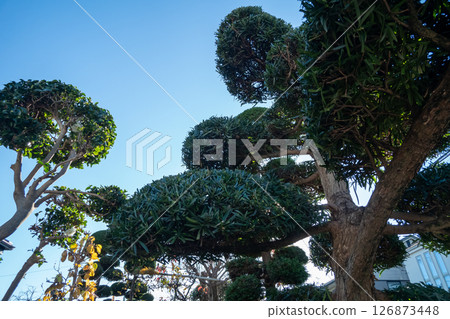 Winter tree pruning Winter tree pruning 126873448