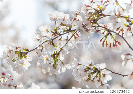 Close up sakura cherry blossom in full bloom. Spring atmosphere, Japan. Close up sakura cherry blossom in full bloom. Spring atmosphere, Japan. 126873452