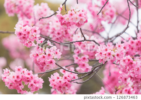 Close up Pink sakura cherry blossom in full bloom. Spring atmosphere, Japan. 126873463