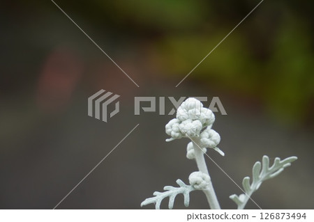 Shirota aegi Shirota aegi 126873494