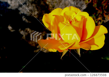 Yellow modern roses - Yellow roses in images Yellow modern roses - Yellow roses in images 126873508