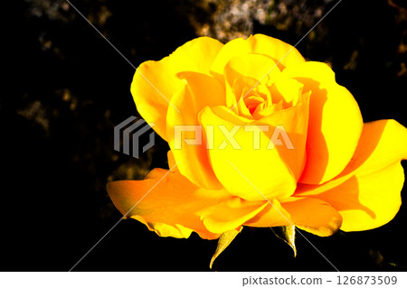 Yellow modern roses - Yellow roses in images Yellow modern roses - Yellow roses in images 126873509