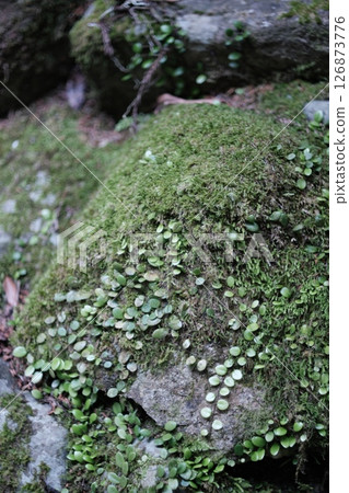 A quiet mountain trail where nature dominates A quiet mountain trail where nature dominates 126873776