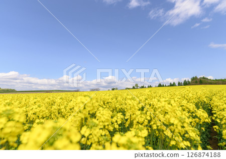 Rape field in full bloom and blue sky 126874188