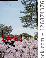 Red arched bridge and cherry blossoms in full bloom 126874376