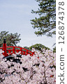 Red arched bridge and cherry blossoms in full bloom 126874378