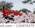Red arched bridge and cherry blossoms in full bloom 126874379