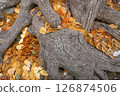 Gold coins piled up at the base of a tree 126874506