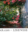 Camellia flowers blooming in the back alley 126874508